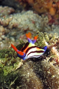 Nembrotha aurea