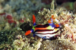 Nembrotha aurea