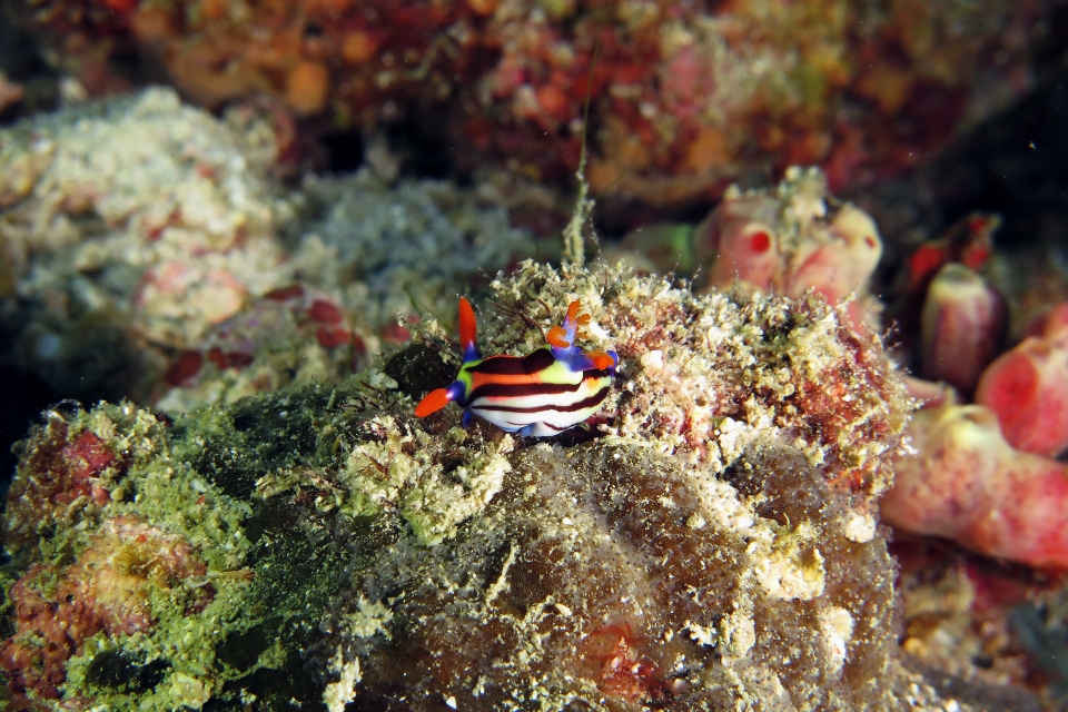 Nembrotha aurea