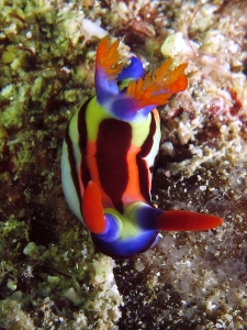 Nembrotha aurea