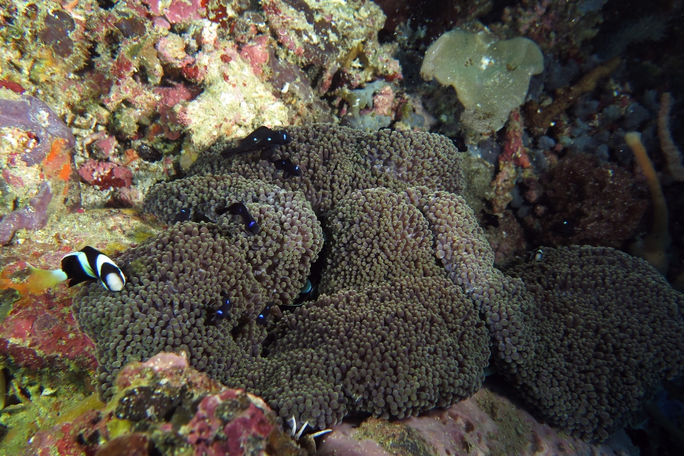 Amphiprion clarkii, Dascyllus trimaculatus, Stichodactyla mertensii