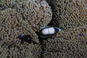 Amphiprion clarkii, Dascyllus trimaculatus, Stichodactyla mertensii