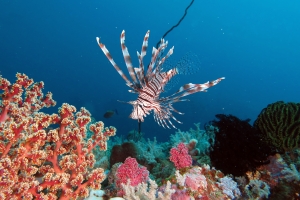 Pterois volitans