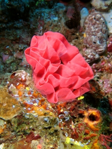 Hexabranchus sanguineus