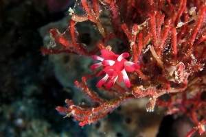 Okenia nakamotoensis, Tropidozoum cellariiforme