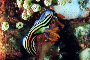 Nembrotha aurea, Atriolum robustum