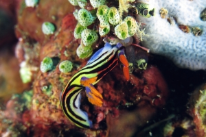 Nembrotha aurea, Atriolum robustum