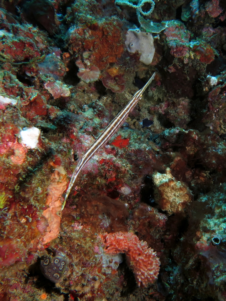 Aulostomus chinensis