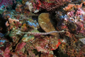 Aulostomus chinensis