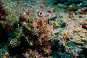 Phycocaris simulans, Atriolum robustum