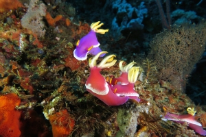 Hypselodoris apolegma