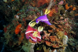 Hypselodoris apolegma