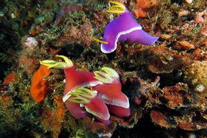 Hypselodoris apolegma