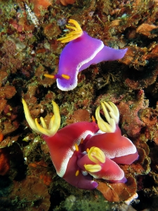 Hypselodoris apolegma