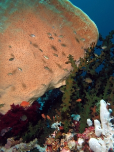 Chromis lepidolepis, Pseudanthias ignitus, Tubastraea micranthus