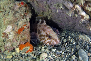 Epinephelus longispinis, Gymnothorax thyrsoideus