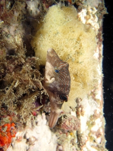 Canthigaster compressa