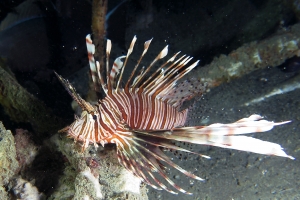 Pterois volitans