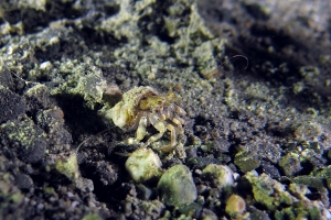 Dardanus deformis, Verrillactis paguri