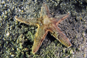 Astropecten sp.