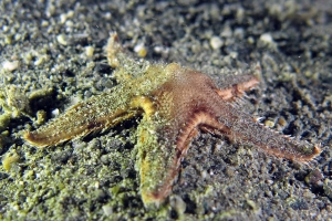 Astropecten sp.