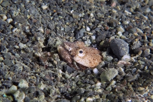 Brachysomophis crocodilinus