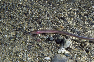 Ariosoma scheelei