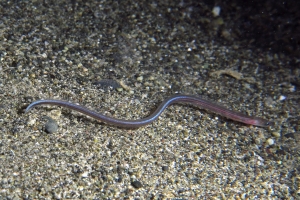 Ariosoma scheelei