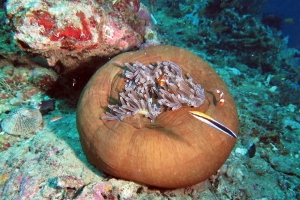 Heteractis magnifica, Amphiprion ocellaris, Labroides dimidiatus