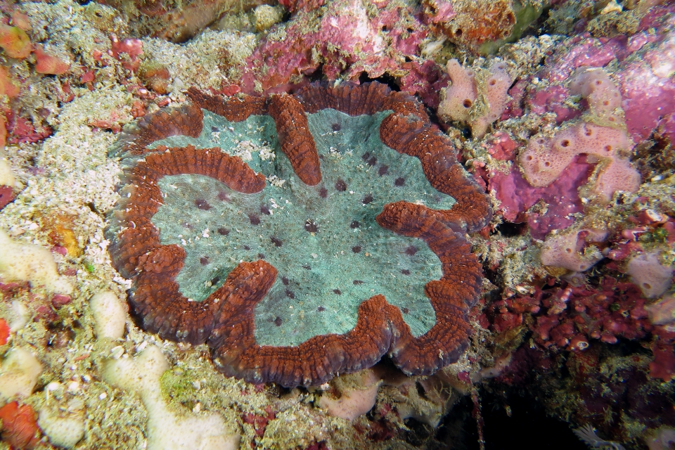 Lobophyllia sp peut-être Lobophyllia valenciennesii