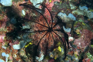 Colobometra perspinosa