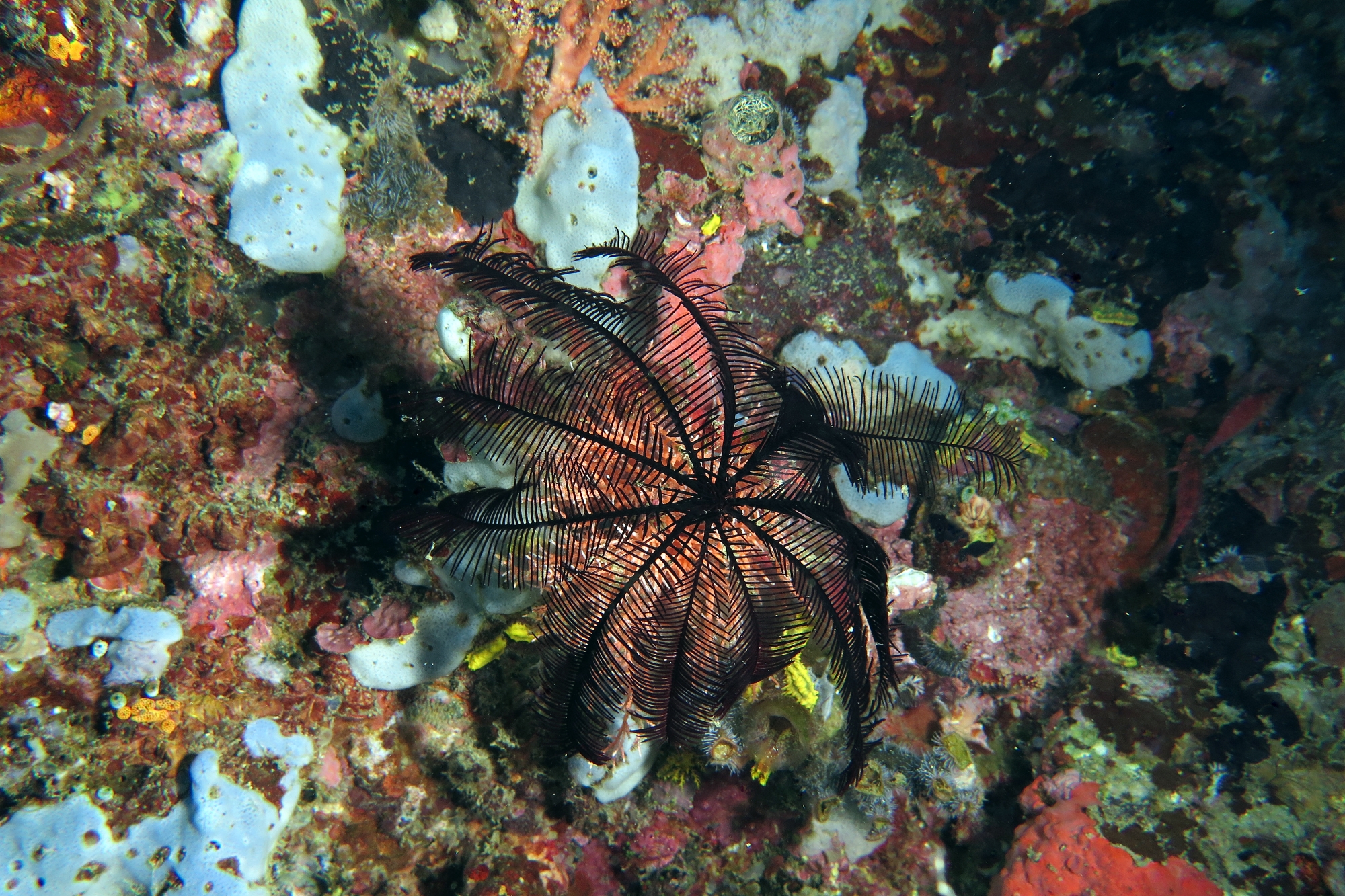 Colobometra perspinosa