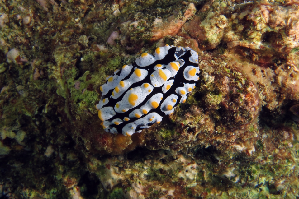 Phyllidia varicosa