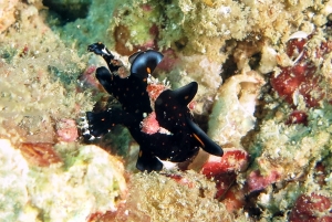 Antennarius pictus