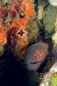 Gymnothorax flavimarginatus, Polycarpa sp peut-être Polycarpa cryptocarpa