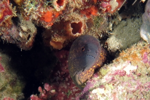 Gymnothorax flavimarginatus, Polycarpa sp peut-être Polycarpa cryptocarpa