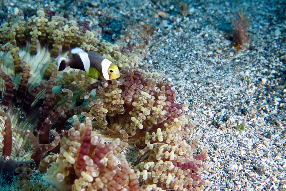 Amphiprion polymnus, Heteractis aurora