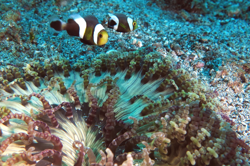 Amphiprion polymnus, Heteractis aurora