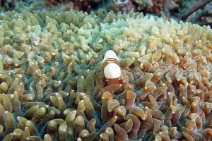 Hamopontonia corallicola, Physogyra lichtensteini