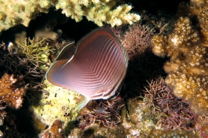 Chaetodon baronessa