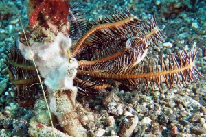 Allogalathea elegans ou Allogalathea babai