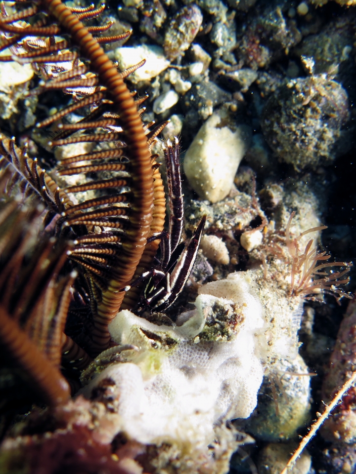 Allogalathea elegans ou Allogalathea babai