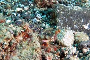 Odontodactylus brevirostris