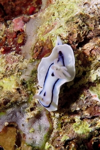 Chromodoris lochi