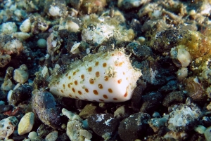 Conus eburneus à confirmer