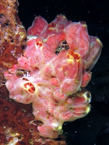 Leucetta primigenia