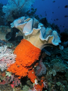 Sarcophyton sp, Eponge orange indéterminée