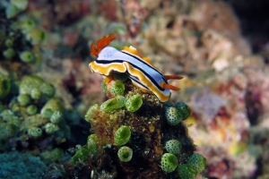 Chromodoris annae, Atriolum robustum