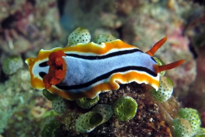 Chromodoris annae, Atriolum robustum