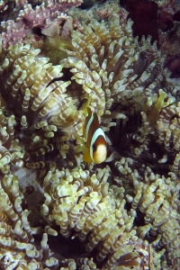 Amphiprion clarkii, Heteractis aurora